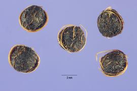   Seeds:   Paederia foetida ; Photo by S. Hurst, USDA-NRCS Plants Database
